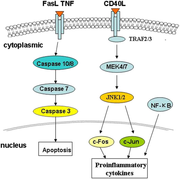 Signalway Antibody in Human Cell Apoptosis 
		Mechanisms Study