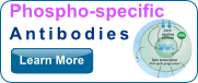 Phospho-Specific Antibodies