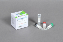 Taq DNA Polymerase