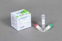 Pfu DNA Polymerase