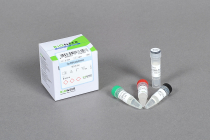Top DNA Polymerase